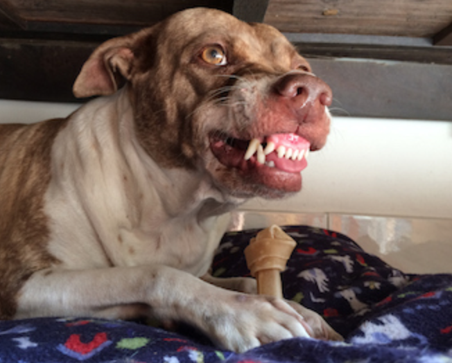 resource guarding in dogs, prevention and training, dog behaviour, dog obedience