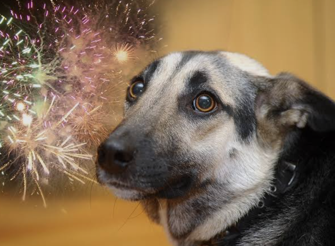 scared dog, fireworks, thunder, anxiety