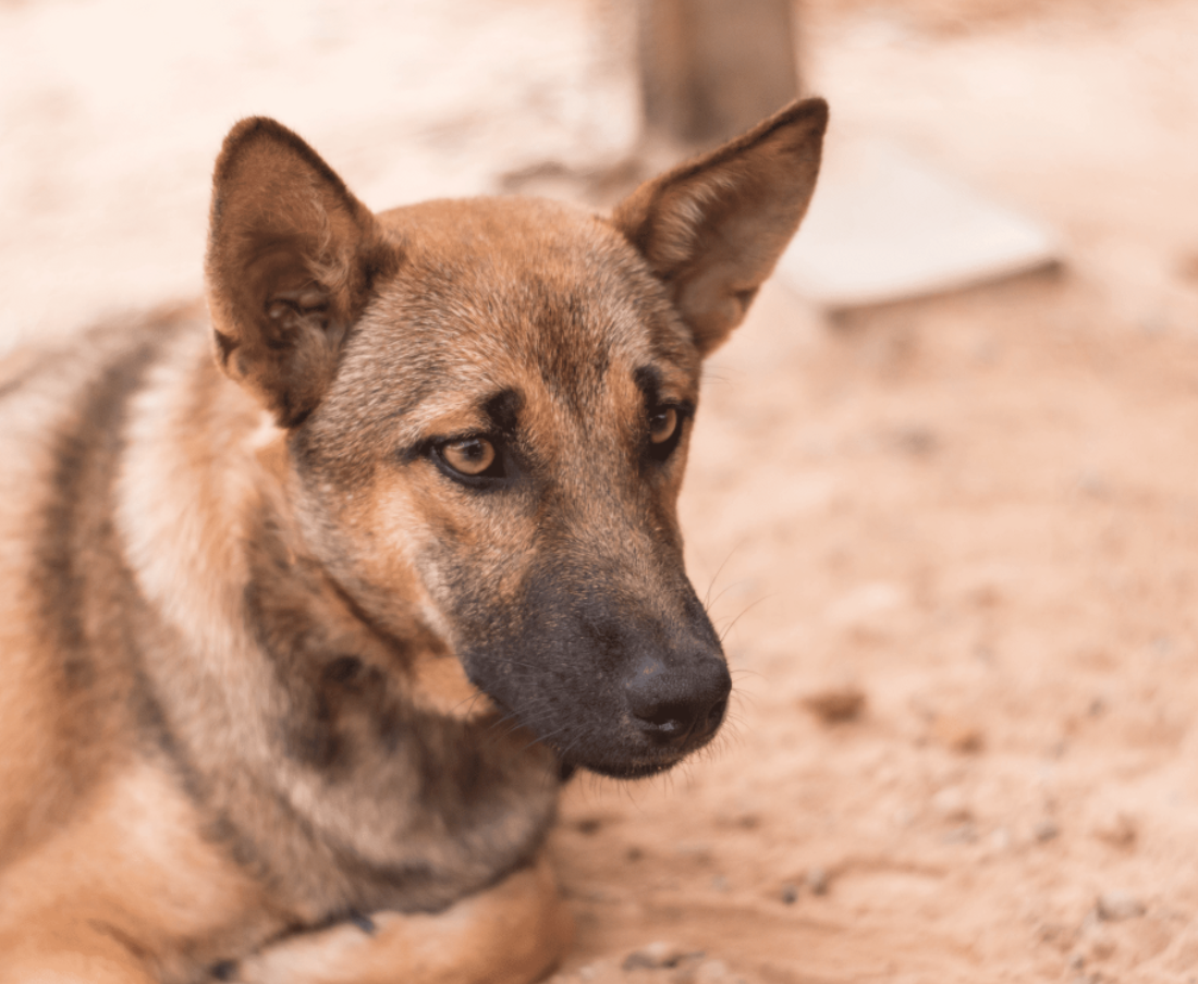 Brown dog with alert ears and focused gaze, close-up portrait outdoors with warm blurred background.