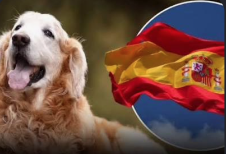 Golden retriever puppy with tongue out beside a waving Spain flag