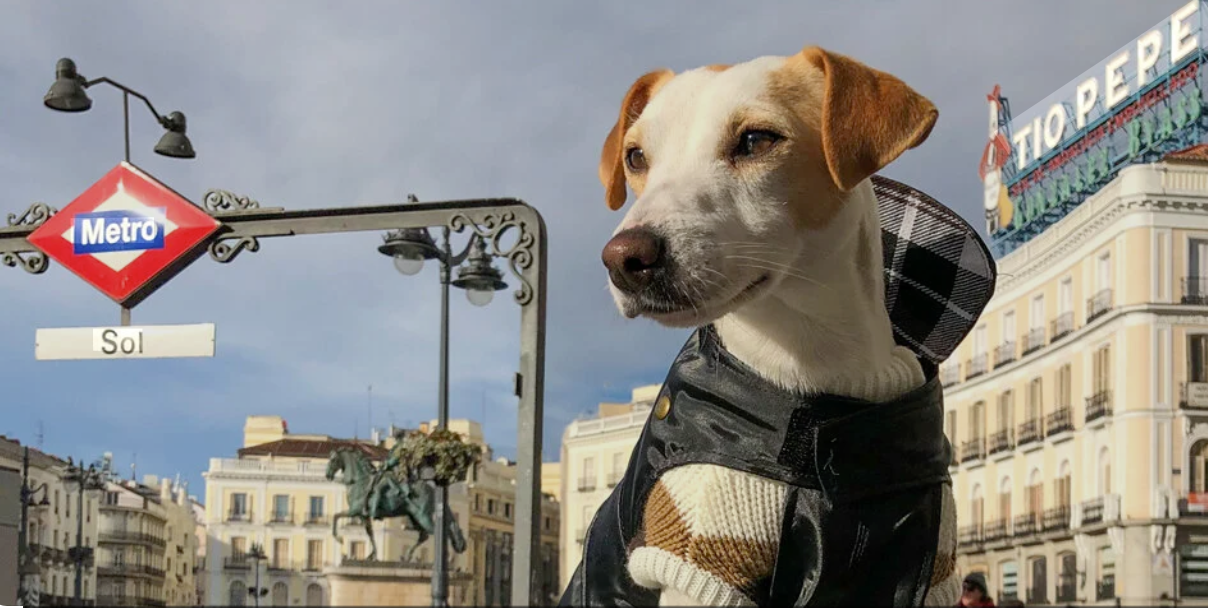 Dog wearing a black jacket and knit sweater stands in front of city street signs and buildings travelling in Madrid metro